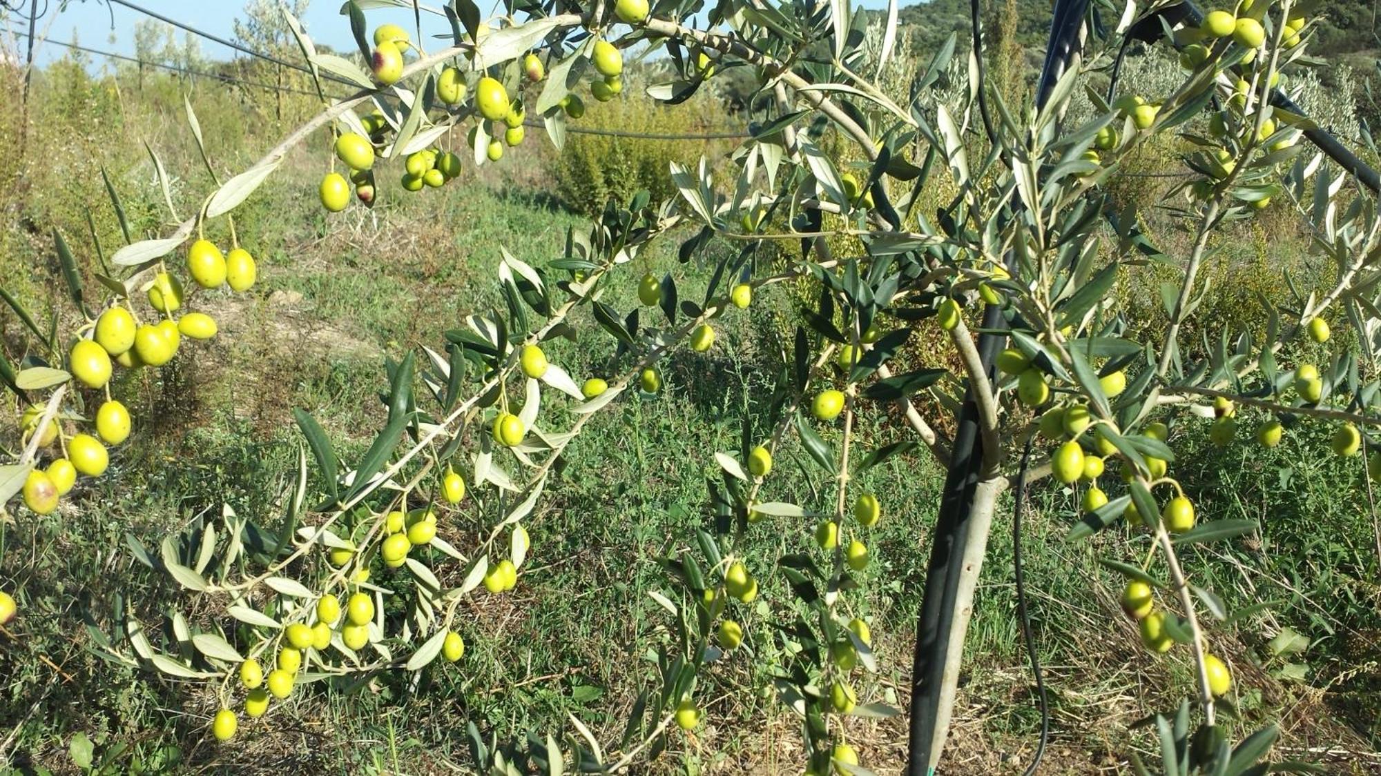 Agriturismo Agrisole Olbia Luaran gambar