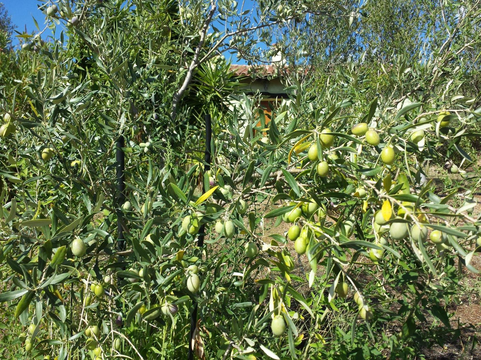 Agriturismo Agrisole Olbia Luaran gambar